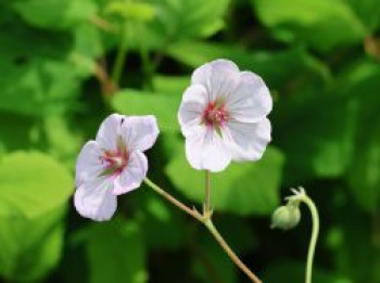Storchschnabel 'Coombland White', Geranium x cultorum 'Coombland White', Topfware