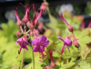 Storchschnabel &#8218;Czakor&#8216;, Geranium macrorrhizum &#8218;Czakor&#8216;, Topfware