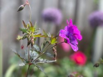 Storchschnabel 'Dark Eyes', Geranium × cultorum 'Dark Eyes', Topfware