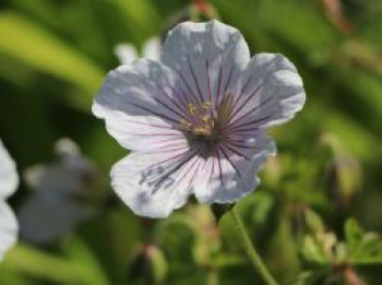 Storchschnabel &#8218;Derrick Cook&#8216;, Geranium himalayense &#8218;Derrick Cook&#8216;, Topfware