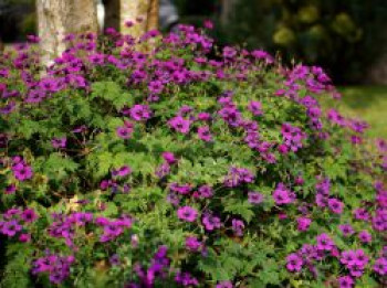 Storchschnabel 'Dragon Heart', Geranium x psilostemon 'Dragon Heart', Topfware