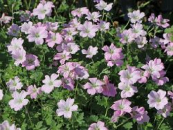 Storchschnabel &#8218;Dreamland&#8216;, Geranium x cultorum &#8218;Dreamland&#8216;, Containerware