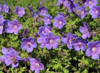 Storchschnabel &#8218;Gravetye&#8216;, Geranium himalayense &#8218;Gravetye&#8216;, Topfware