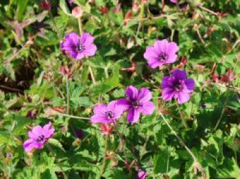 Storchschnabel &#8218;Hexham Velvet&#8216;, Geranium wallichianum &#8218;Hexham Velvet&#8216;, Topfware