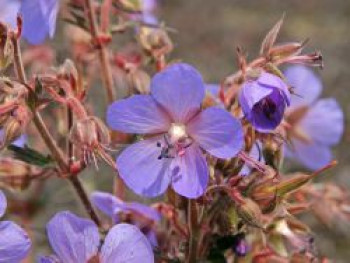 Storchschnabel &#8218;Hocus Pocus&#8216;, Geranium pratense &#8218;Hocus Pocus&#8216;, Topfware