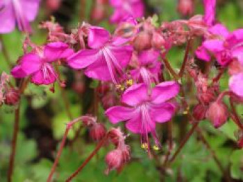 Storchschnabel 'Intense', Geranium x cantabrigiense 'Intense', Topfware