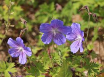 Storchschnabel &#8218;Johnsons Blue&#8216;, Geranium pratense &#8218;Johnsons Blue&#8216;, Topfware