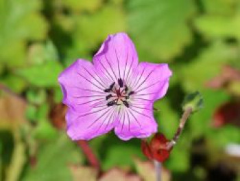 Storchschnabel 'Kelly Anne', Geranium wallichianum 'Kelly Anne', Containerware