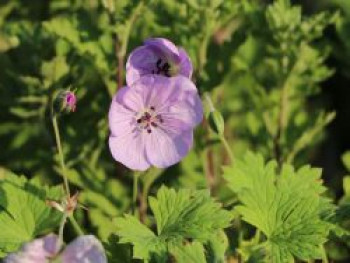 Storchschnabel &#8218;Lilac Ice&#8216;, Geranium wallichianum &#8218;Lilac Ice&#8216;, Topfware