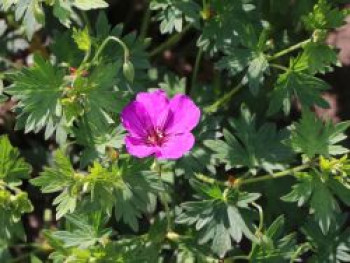 Storchschnabel &#8218;Little David&#8216;, Geranium psilostemon &#8218;Little David&#8216;, Topfware