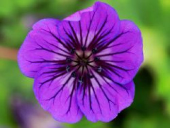 Storchschnabel 'Mary-Anne', Geranium wallichianum 'Mary-Anne', Topfware