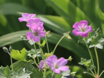 Storchschnabel &#8218;Mavis Simpson&#8216;, Geranium x riversleaianum &#8218;Mavis Simpson&#8216;, Topfware