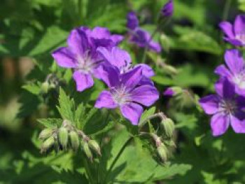 Storchschnabel &#8218;Mayflower&#8216;, Geranium sylvaticum &#8218;Mayflower&#8216;, Topfware