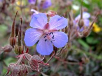 Storchschnabel &#8218;Midnight Reiter&#8216;, Geranium pratense &#8218;Midnight Reiter&#8216;, Topfware