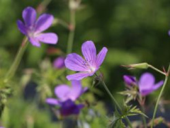 Storchschnabel &#8218;Nimbus&#8216;, Geranium collinum &#8218;Nimbus&#8216;, Topfware