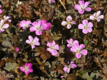 Storchschnabel &#8218;Orkney Cherry&#8216;, Geranium x oxonianum &#8218;Orkney Cherry&#8216;, Containerware