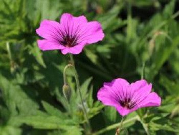 Storchschnabel &#8218;Patricia&#8216;, Geranium psilostemon &#8218;Patricia&#8216;, Topfware