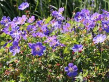 Storchschnabel &#8218;Rozanne&#8216; ®, Geranium wallichianum &#8218;Rozanne&#8216; ®, Containerware