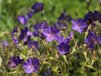 Storchschnabel &#8218;Spinners&#8216;, Geranium pratense &#8218;Spinners&#8216;, Topfware