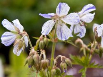 Storchschnabel &#8218;Striatum&#8216;, Geranium pratense &#8218;Striatum&#8216;, Topfware