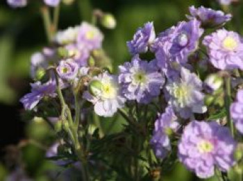 Storchschnabel &#8218;Summer Skies&#8216;, Geranium pratense &#8218;Summer Skies&#8216;, Topfware