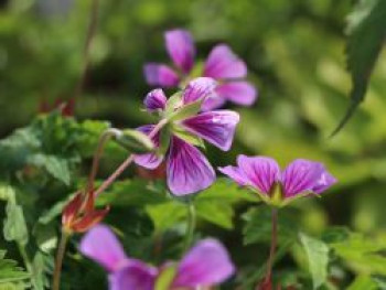 Storchschnabel &#8218;Sweet Heidy&#8216;, Geranium wallichianum &#8218;Sweet Heidy&#8216;, Topfware