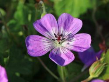 Storchschnabel &#8218;Sylvia&#8217;s Surprise&#8216; ®, Geranium wallichianum &#8218;Sylvia&#8217;s Surprise&#8216; ®, Topfware