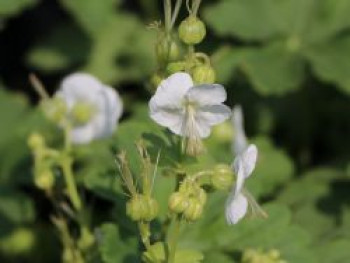 Storchschnabel &#8218;White Ness&#8216;, Geranium macrorrhizum &#8218;White Ness&#8216;, Topfware