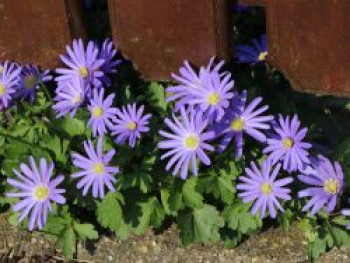 Strahlen-Windröschen &#8218;Blue Shades&#8216;, Anemone blanda &#8218;Blue Shades&#8216;, Topfware