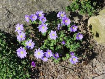 Strahlen-Windröschen, Anemone blanda, Topfware