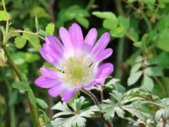 Strahlen-Windröschen 'Pink Star', Anemone blanda 'Pink Star', Topfware