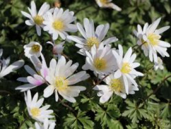 Strahlen-Windröschen &#8218;White Splendour&#8216;, Anemone blanda &#8218;White Splendour&#8216;, Topfware