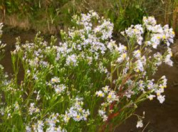 Strand-Aster, Aster tripolium, Topfware