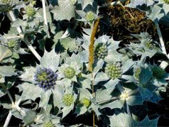 Stranddistel / Strand-Mannstreu, Eryngium maritimum, Topfware