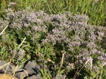 Strandflieder, Limonium vulgare, Topfware