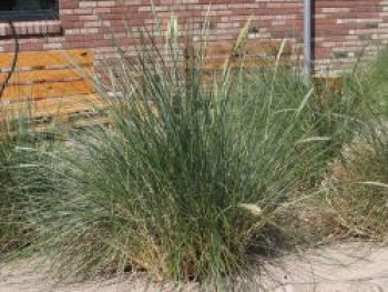 Strandhafer, Ammophila arenaria, Containerware