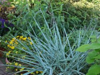 Strandroggen &#8218;Blue Dune&#8216;, Leymus arenarius &#8218;Blue Dune&#8216;, Containerware