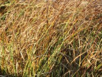 Strandsegge, Carex arenaria, Topfware