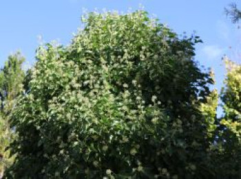 Strauch-Efeu &#8218;Arborescens&#8216;, 30-40 cm, Hedera helix &#8218;Arborescens&#8216;, Containerware