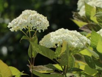 Strauch-Hortensie Proven Winners ® 'Lime Rickey' ®, 20-30 cm, Hydrangea arborescens Proven Winners ® 'Lime Rickey' ®, Containerware