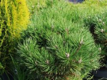 Strauch-Schwarzkiefer &#8218;Nana&#8216;, 25-30 cm, Pinus nigra &#8218;Nana&#8216;, Containerware