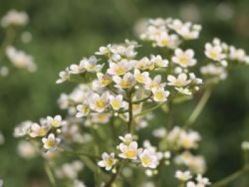 Strauch Steinbrech &#8218;Pyramidalis&#8216;, Saxifraga cotyledon &#8218;Pyramidalis&#8216;, Topfware