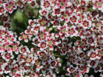 Strauch Steinbrech &#8218;Southside Seedling&#8216;, Saxifraga cotyledon &#8218;Southside Seedling&#8216;, Topfware