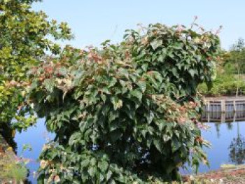 Strauchahorn &#8218;Red Flamingo&#8216;, 80-100 cm, Acer conspicuum &#8218;Red Flamingo&#8216;, Containerware