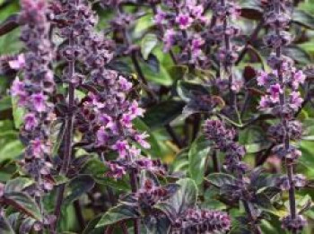 Strauchbasilikum 'Magic Blue', Ocimum basilicum 'Magic Blue', Topfware