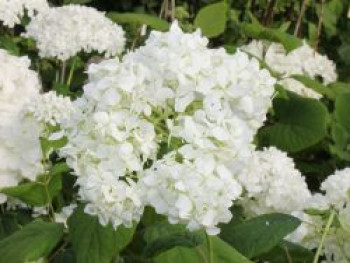 Strauch-Hortensie / Schneeball-Hortensie &#8218;Grandiflora&#8216;, 40-60 cm, Hydrangea arborescens &#8218;Grandiflora&#8216;, Containerware