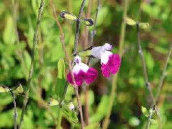 Strauchiger Salbei &#8218;Amethyst Lips&#8216;, Salvia greggii &#8218;Amethyst Lips&#8216;, Topfware