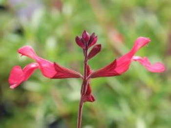 Strauchiger Salbei &#8218;Lipstick&#8216;, Salvia greggii &#8218;Lipstick&#8216;, Topfware