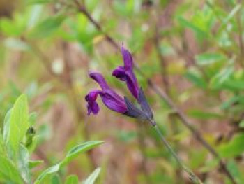 Strauchiger Salbei &#8218;Oriental Dove&#8216;, Salvia greggii &#8218;Oriental Dove&#8216;, Topfware