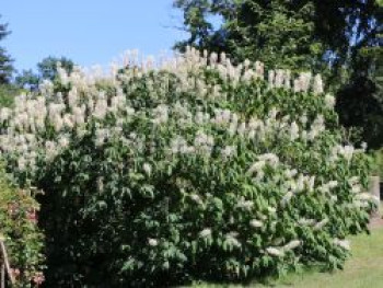 Strauchkastanie, 60-80 cm, Aesculus parviflora, Containerware XXL